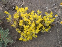 /album/wildflowers/dscn1073-jpg/