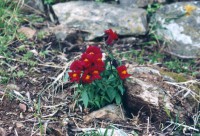 /album/wildflowers/sarosi0068-jpg/