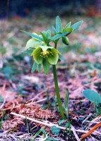 /album/wildflowers/sarosi0006-jpg/