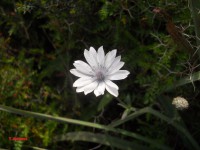 /album/wildflowers/dscn0827-jpg/