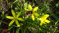 /album/wildflowers/dsc00814-jpg/