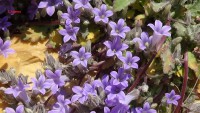 /album/wildflowers/dsc01774-jpg/