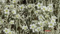/album/wildflowers/dsc01766-jpg/