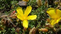 /album/wildflowers/dsc03005-jpg/