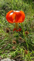 /album/wildflowers/dsc03067-jpg/