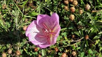 /album/wildflowers/dsc03478-jpg/