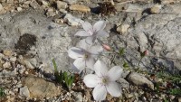 /album/wildflowers/dsc03461-jpg/