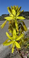 /album/wildflowers/dsc03913-jpg/