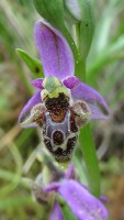 /album/wildflowers/dsc04511-jpg/