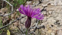 /album/wildflowers/dsc04686-jpg/