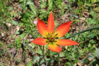 /album/wildflowers/img-0435-jpg/