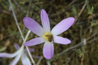 /album/wildflowers/img-2496-jpg/