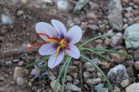/album/wildflowers/img-2757-jpg/