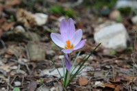/album/wildflowers/img-2794-jpg/