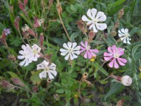 /album/wildflowers/dscn0462-jpg/