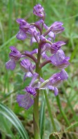 /album/wildflowers/dsc00988-jpg/