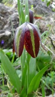 /album/wildflowers/dsc05734-jpg/