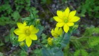 /album/wildflowers/dsc07476-jpg/