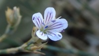/album/wildflowers/dsc07725-jpg/