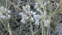 /album/wildflowers/dsc07697-jpg/
