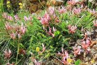 /album/wildflowers/img-0466-jpg/