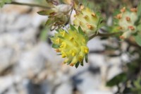 /album/wildflowers/img-0212-jpg/