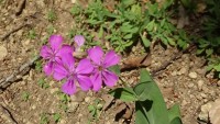 /album/wildflowers/dsc03241-jpg/
