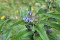 /album/wildflowers/img-0632-jpg/