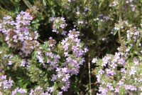 /album/wildflowers/img-0946-jpg/
