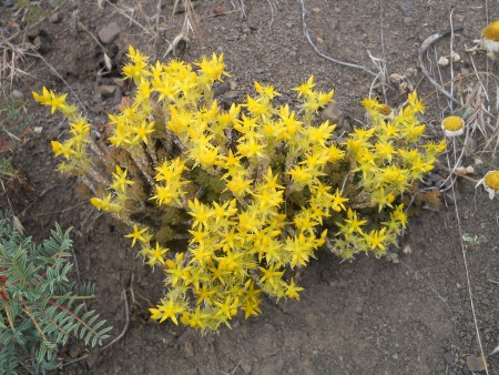 Sedum - Οίτη