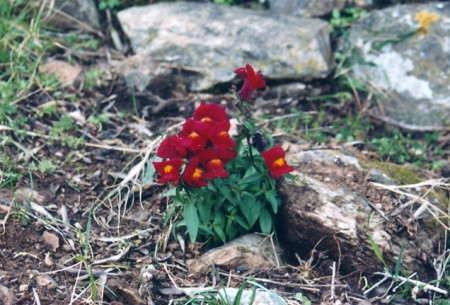 Antirhinum - Rodos