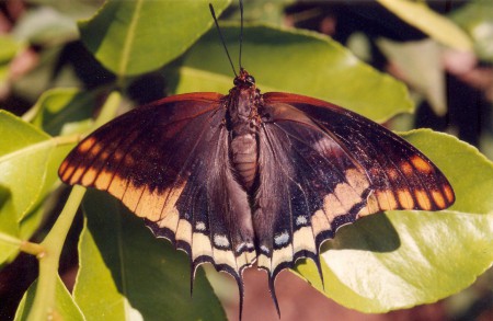 ''Pasas'' double tail