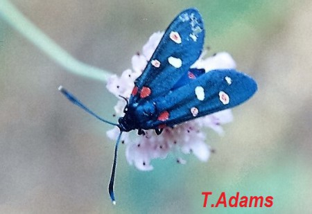 Butterfly from Macedonia