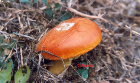 Mushroom from Evia