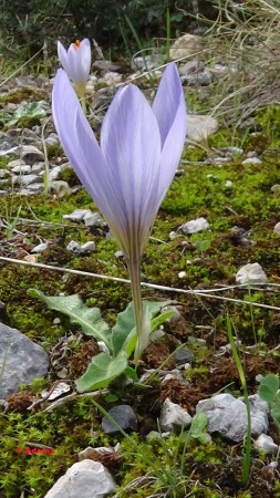 Crocus
