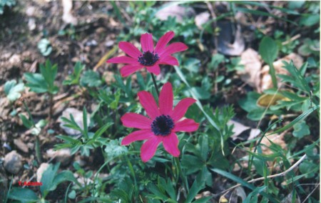Anemone hortensis