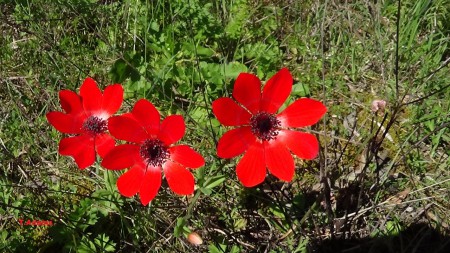 Anemone pavonina ssp pavonina