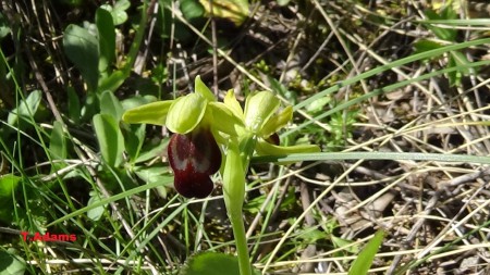Ophrys