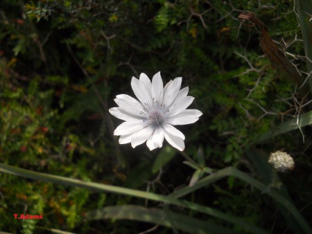 Anemone