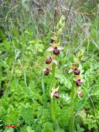 Ophrys