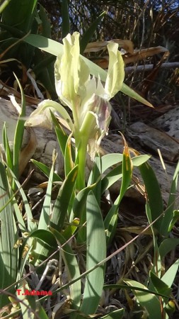 Iris Attica