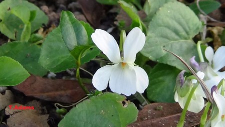 Viola odorata - alba