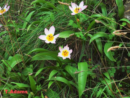 Tulipa Saxatilis - Chania