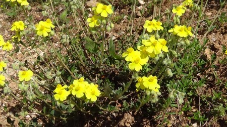 Helianthemum