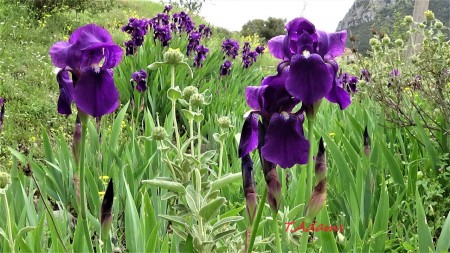 Iris germanica