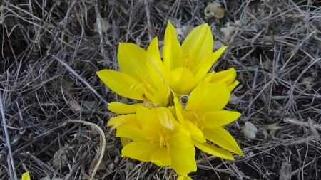Sterberggia