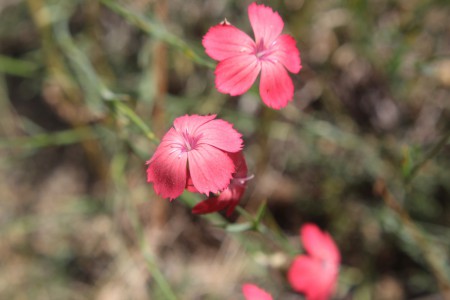 Dianthus