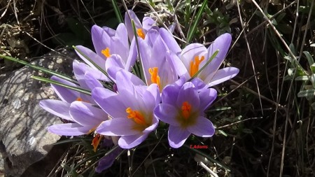 Crocus nivalis M.kitheron