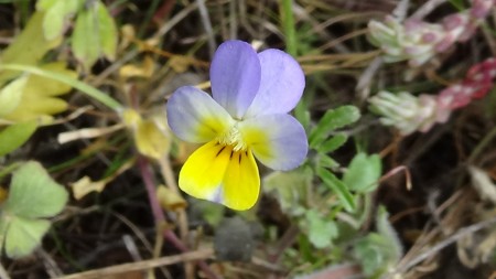 Viola