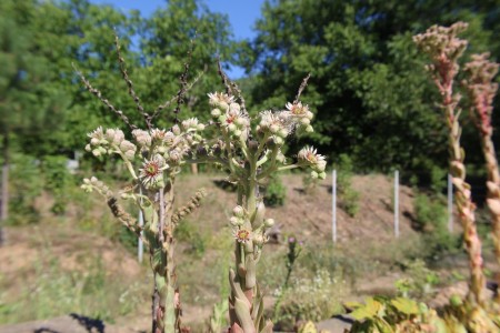 Sempervivum marmoreum M.Varnous
